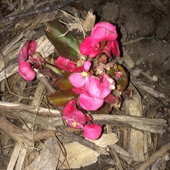 Begonia cucullata