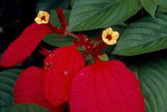 Mussaenda erythrophylla