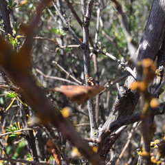 Platypedia laticapitata