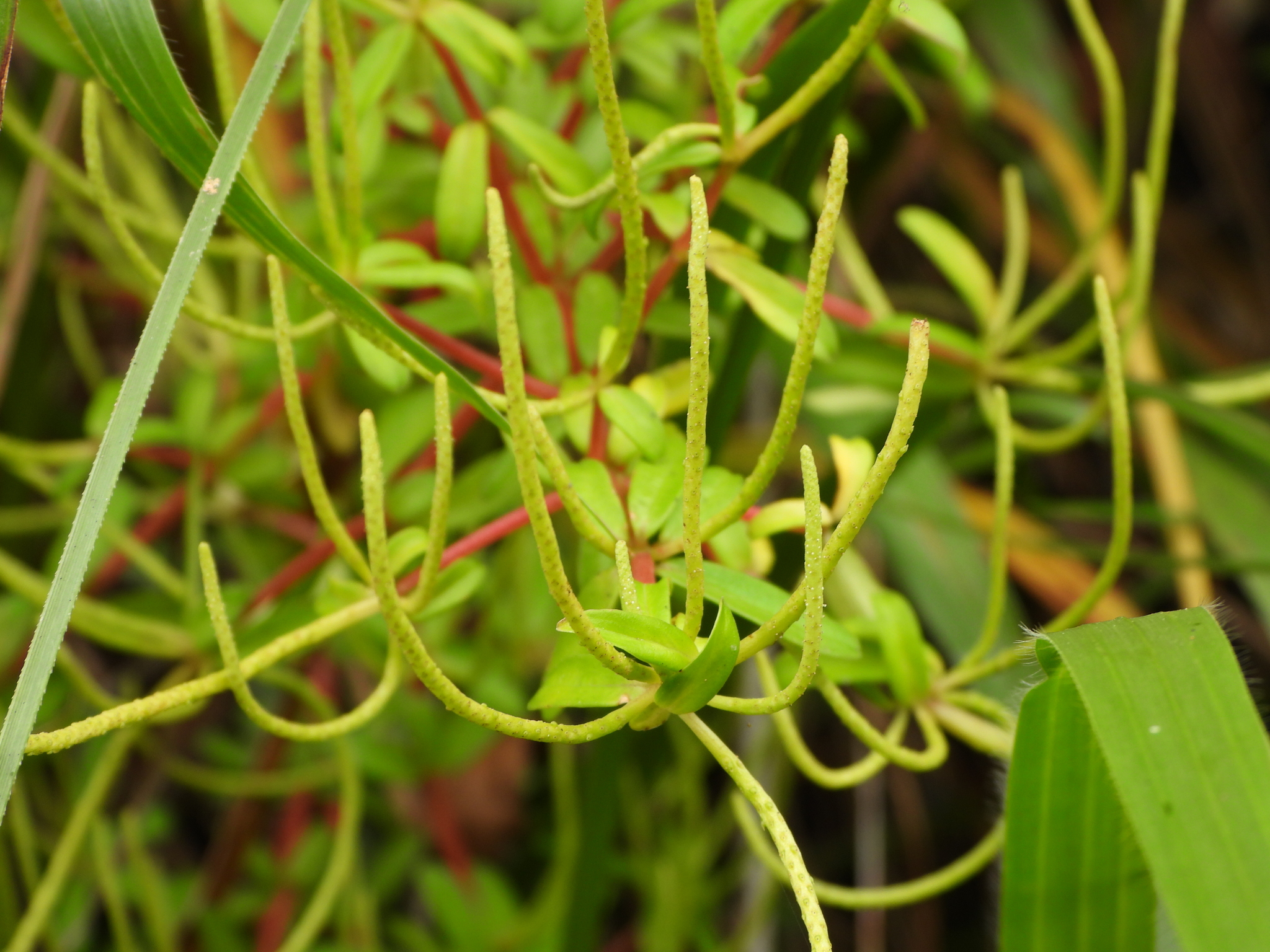 Peperomia galioides image