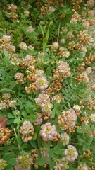 Trifolium grandiflorum