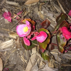 Begonia cucullata