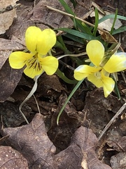Viola rotundifolia
