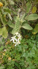 Ornithogalum narbonense