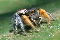 Phidippus cruentus