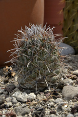 Coryphantha difficilis