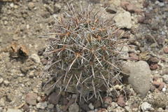 Coryphantha difficilis