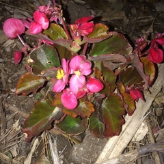 Begonia cucullata