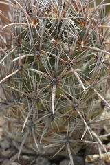 Coryphantha difficilis
