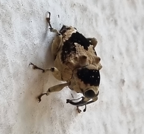 Piazurus caprimulgus