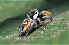 Phidippus cruentus