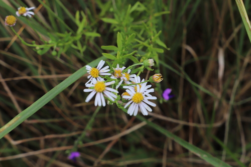 Felicia erigeroides, photograph 3