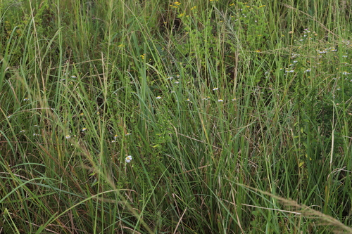 Felicia erigeroides, photograph 4