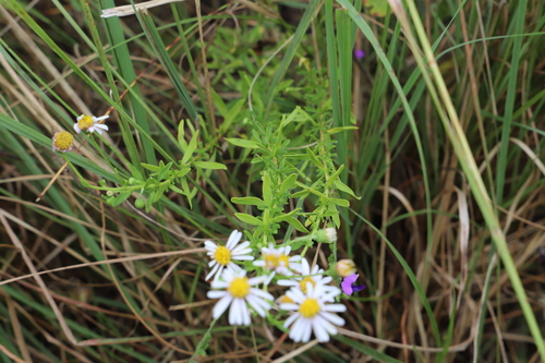 Image of Felicia erigeroides by (c) Suvarna Parbhoo Mohan, some rights reserved (CC BY-SA)