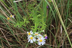 Felicia erigeroides, photograph (c) Suvarna Parbhoo Mohan, some rights reserved (CC BY-SA)
