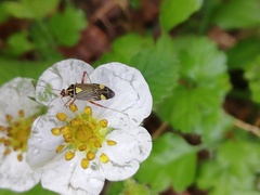 Rhabdomiris striatellus