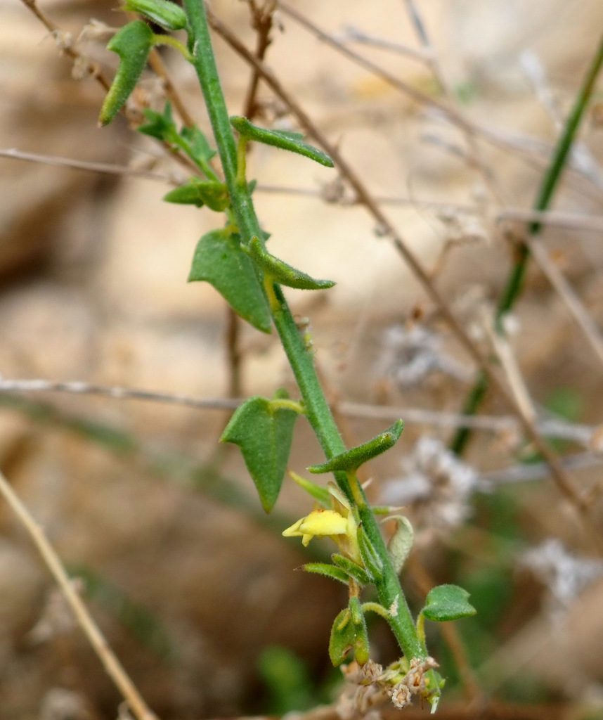 Nanorrhinum petranum