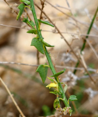 Nanorrhinum petranum