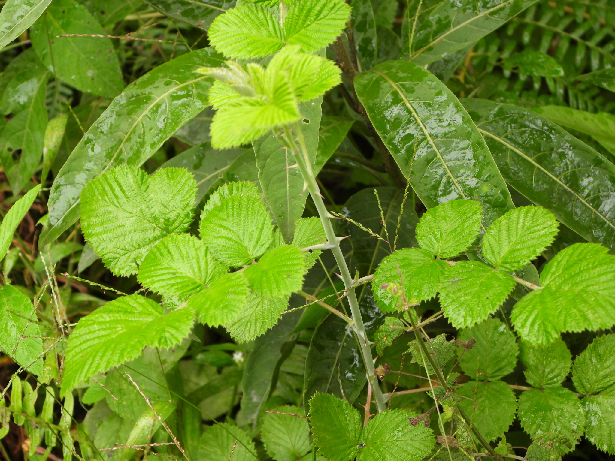 Rubus niveus image