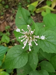 Valeriana pauciflora