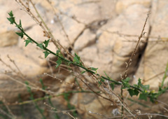 Nanorrhinum petranum
