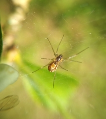 Neriene peltata