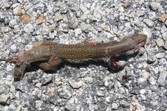 Aspidoscelis angusticeps