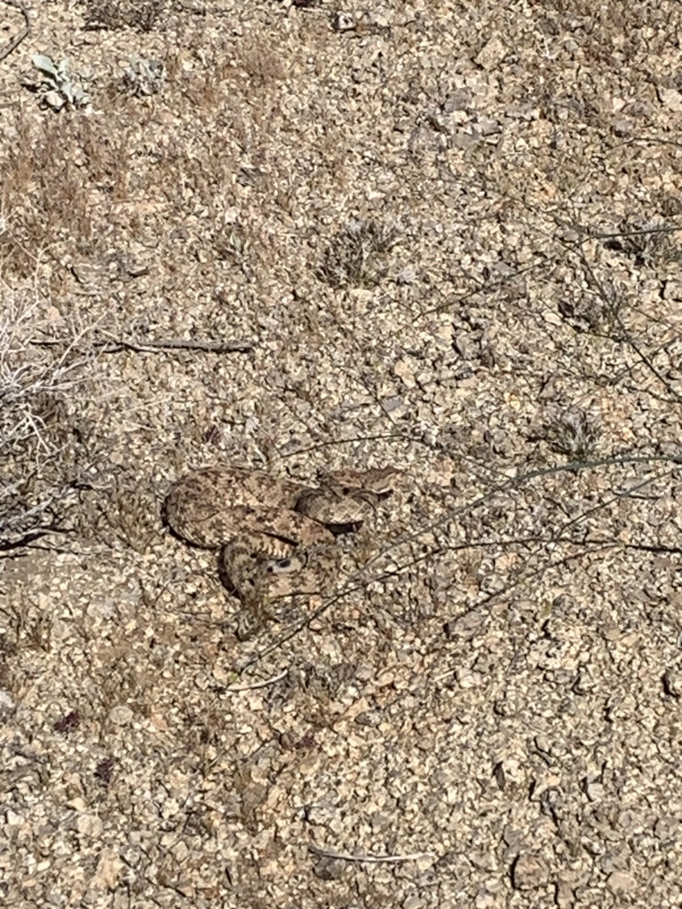 Southwestern Speckled Rattlesnake from Joshua Tree National Park ...