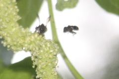 Nannotrigona perilampoides