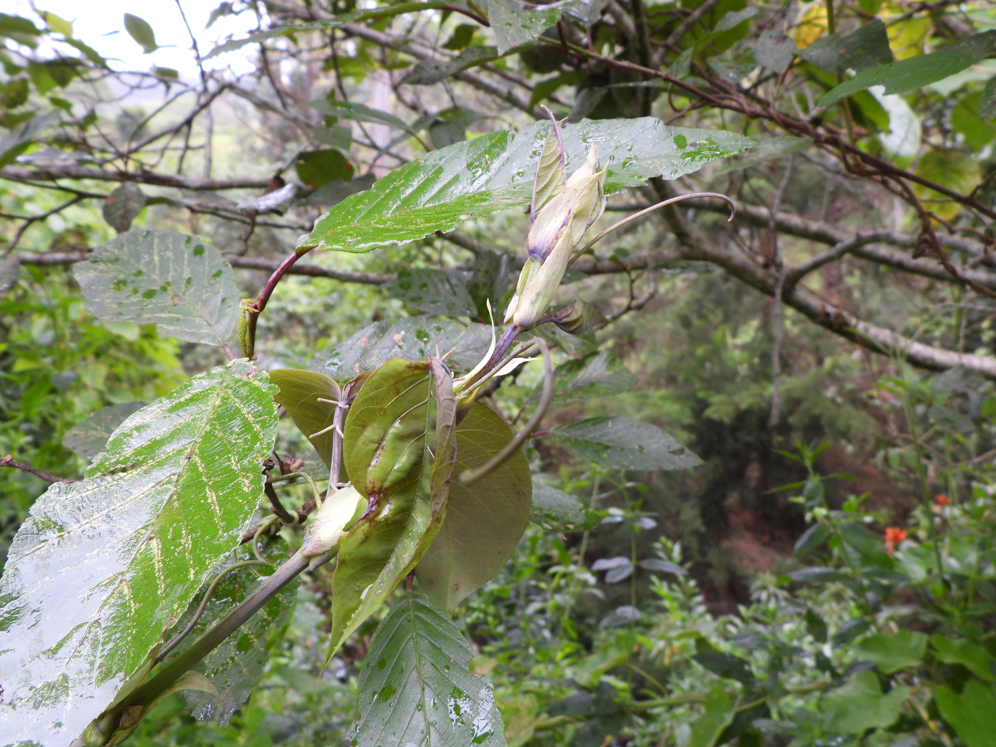 Passiflora ligularis image