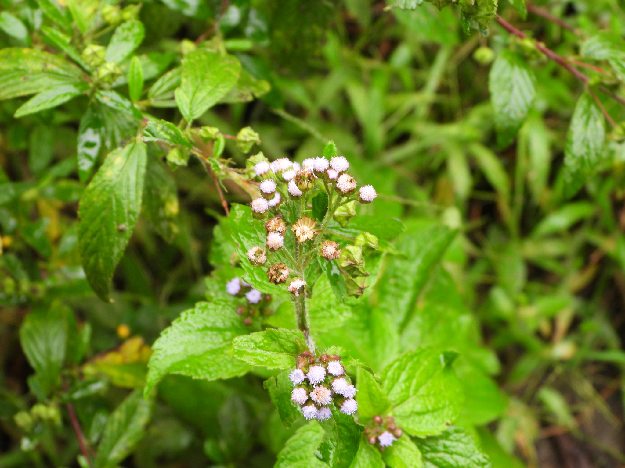 Ageratum conyzoides image