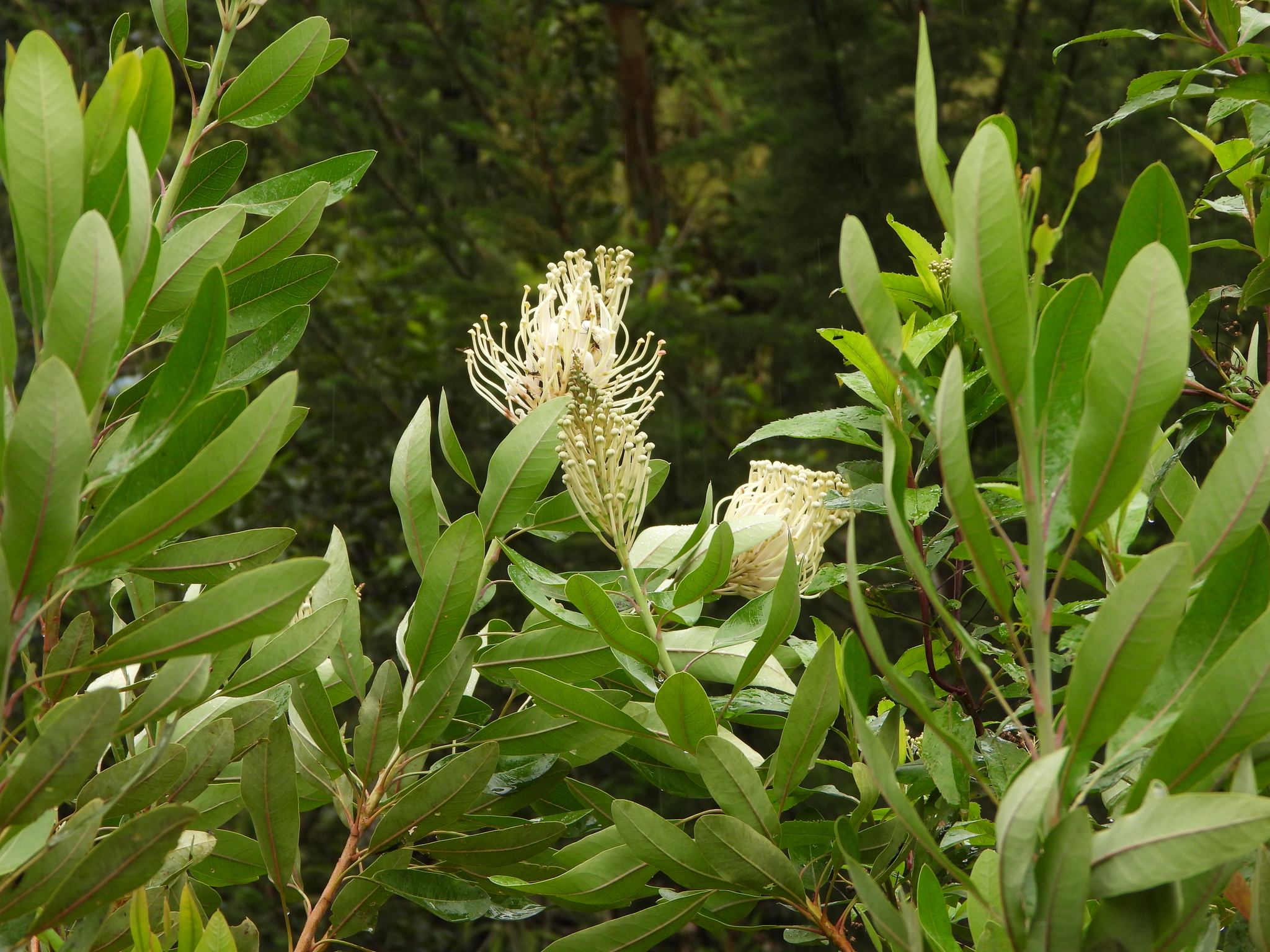 Oreocallis grandiflora image