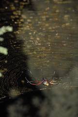 Trichonephila inaurata