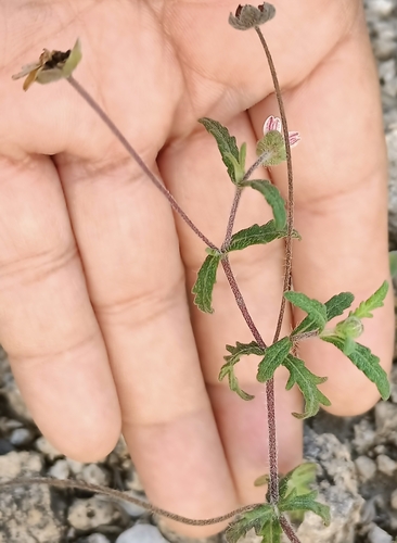Image of Melampodium cinereum by (c) José Gerardo Velasco, some rights reserved (CC BY-SA)
