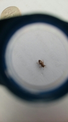 Phlegyas abbreviatus