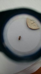 Phlegyas abbreviatus