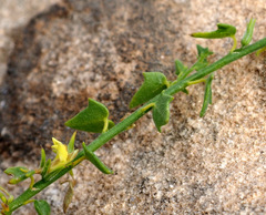 Nanorrhinum petranum