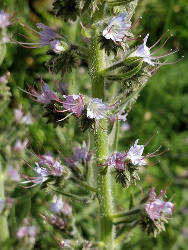 Violet-vein Viper's-bugloss