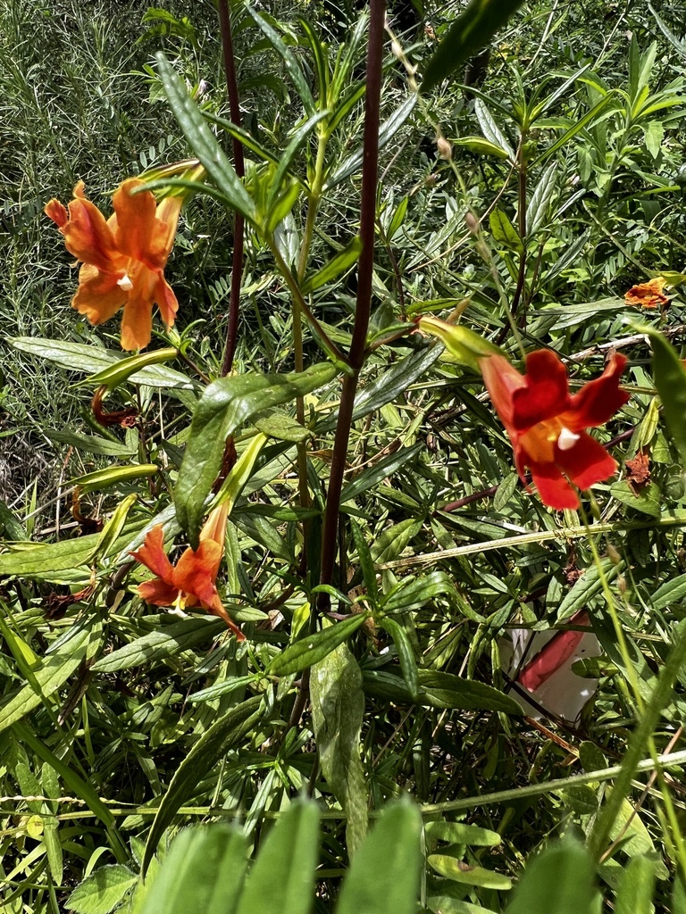 red bush monkeyflower from Hopkins Wilderness Park, Redondo Beach, CA ...