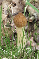 Morchellaceae