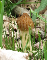 Morchellaceae