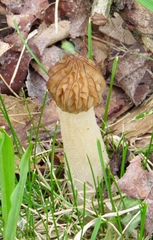 Morchellaceae