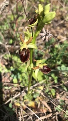 Ophrys sphegodes