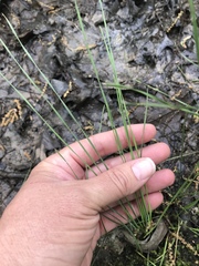 Eleocharis wolfii