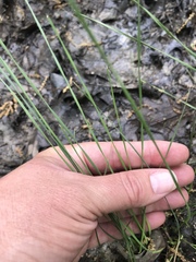 Eleocharis wolfii