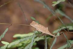 Brookesia stumpffi