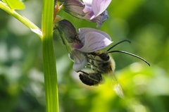 Eucera nigrescens