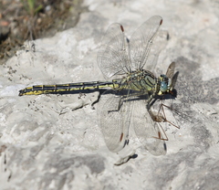 Gomphus pulchellus