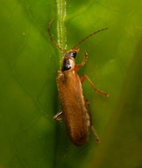 Cantharis decipiens
