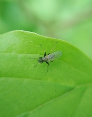 Diptera